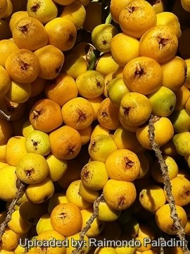 Butia capitata