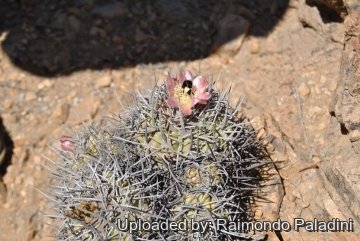 Copiapoa coquimbana vallenarensis