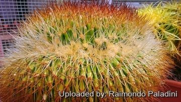 Echinocactus grusonii var. albispinus f. cristatus