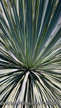 Yucca rostrata