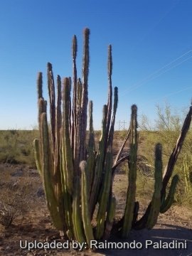 Pachycereus schottii