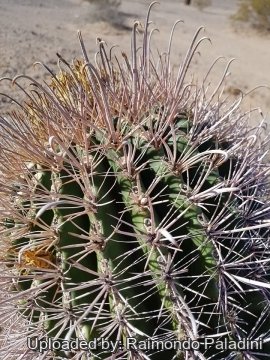 Ferocactus wislizeni subs. ajoensis