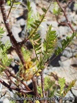 Bursera microphylla