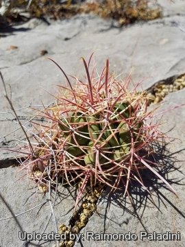 Ferocactus cylindraceus subs. eastwoodiae