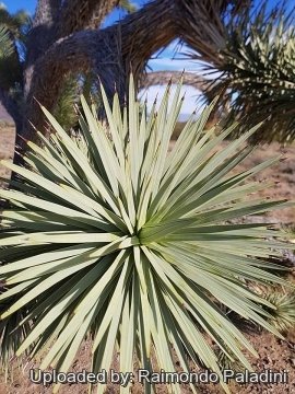 Yucca brevifolia