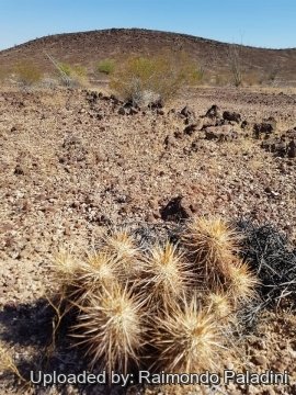 Echinocereus engelmannii
