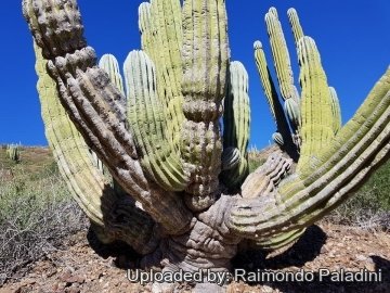 Pachycereus pringlei