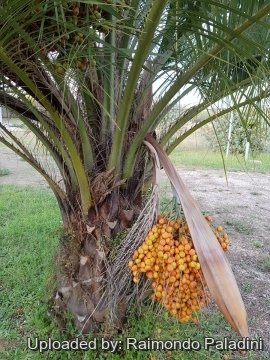 Butia capitata