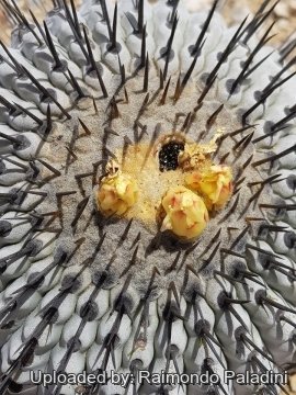 Copiapoa cinerea subs. columna-alba