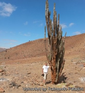 Eulychnia iquiquensis