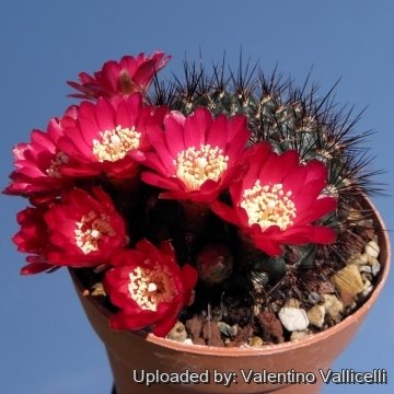 Suborbita Sulcorebutia swobodae