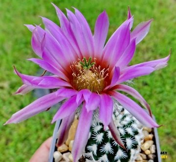 Echinocereus reichenbachii f. albispinus