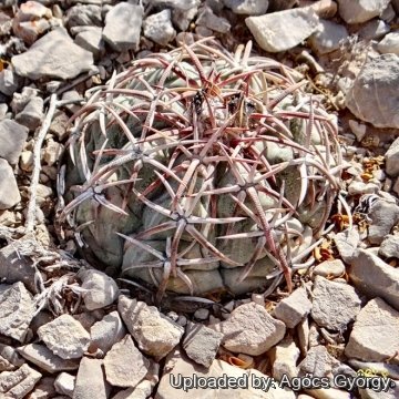 Echinocactus horizonthalonius