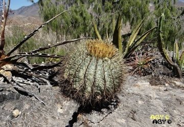 Ferocactus glaucescens