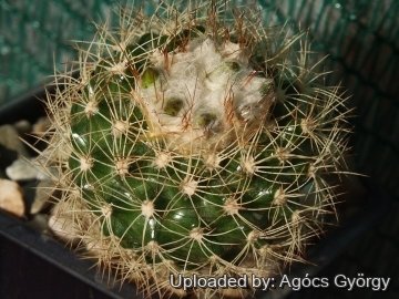 Discocactus zehntneri subs. horstiorum