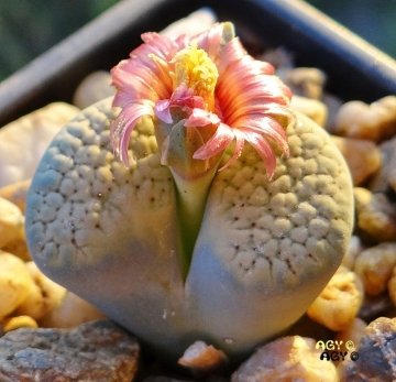 Lithops verruculosa cv. Rose of Texas