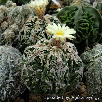 Astrophytum myriostigma cv. Fire Works