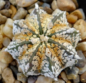 Astrophytum hybrid SK-CAP (A. astereias cv. Superkabuto x A. capricorne)