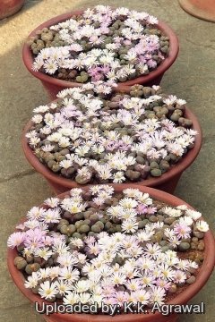 Conophytum friedrichiae