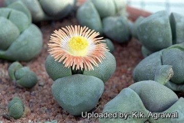 Pleiospilos bolusii