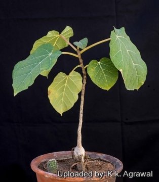 Ficus abutilifolia