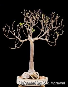 Bursera hindsiana
