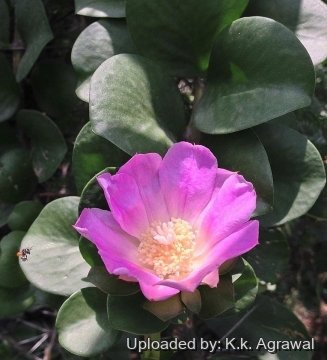 Pereskia grandifolia