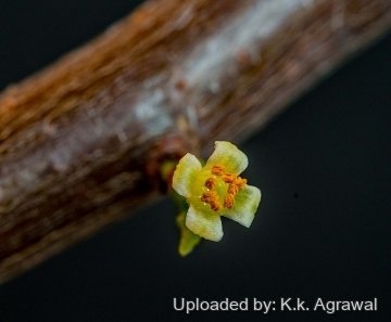 Bursera microphylla