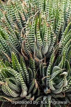 Haworthia attenuata cv. Wide Zebra