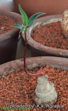 Euphorbia neocapitata