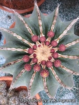 Ferocactus schwarzii