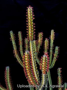 Euphorbia vulcanorum