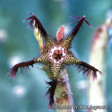 Caralluma adscendens var. fimbriata
