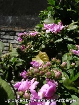 Pereskia grandifolia