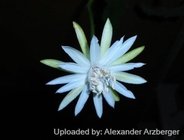 Epiphyllum phyllanthus