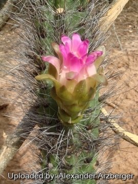 Browningia caineana