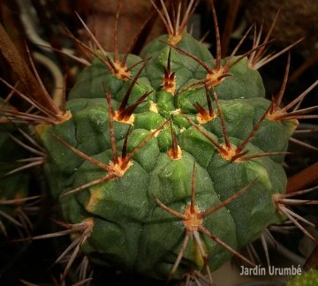 Gymnocalycium tillianum