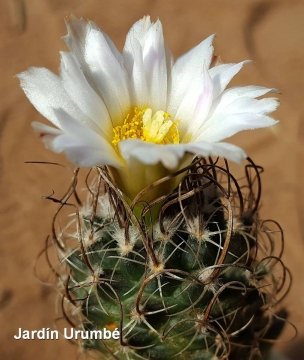 Turbinicarpus graminispinus
