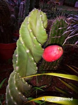 Cereus forbesii cv. Spiralis