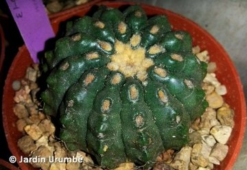 Parodia turbinata subs. calvescens