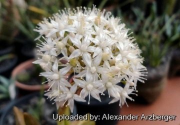 Sedum nussbaumerianum