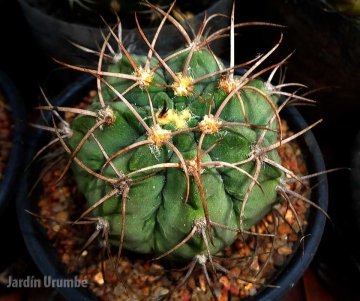 Gymnocalycium nigriareolatum f. carmineum