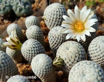Mammillaria pectinifera f. albiflora