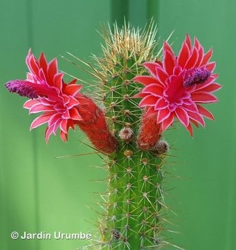 Cleistocactus samaipatanus