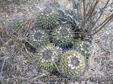 Mammillaria polyedra