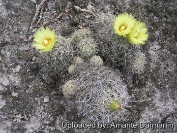 Coryphantha difficilis