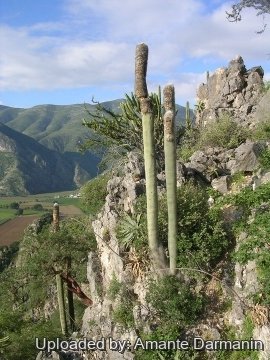 Cephalocereus senilis