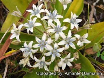 Scilla sicula