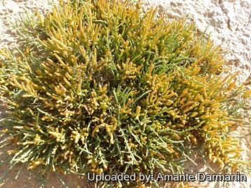 Arthrocnemum macrostachyum