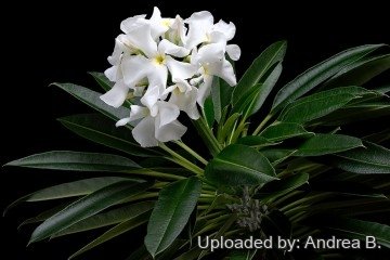 Pachypodium lamerei